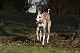 WHIPPET 400